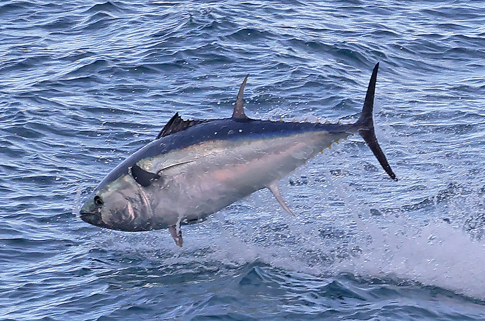 Bluefin tuna